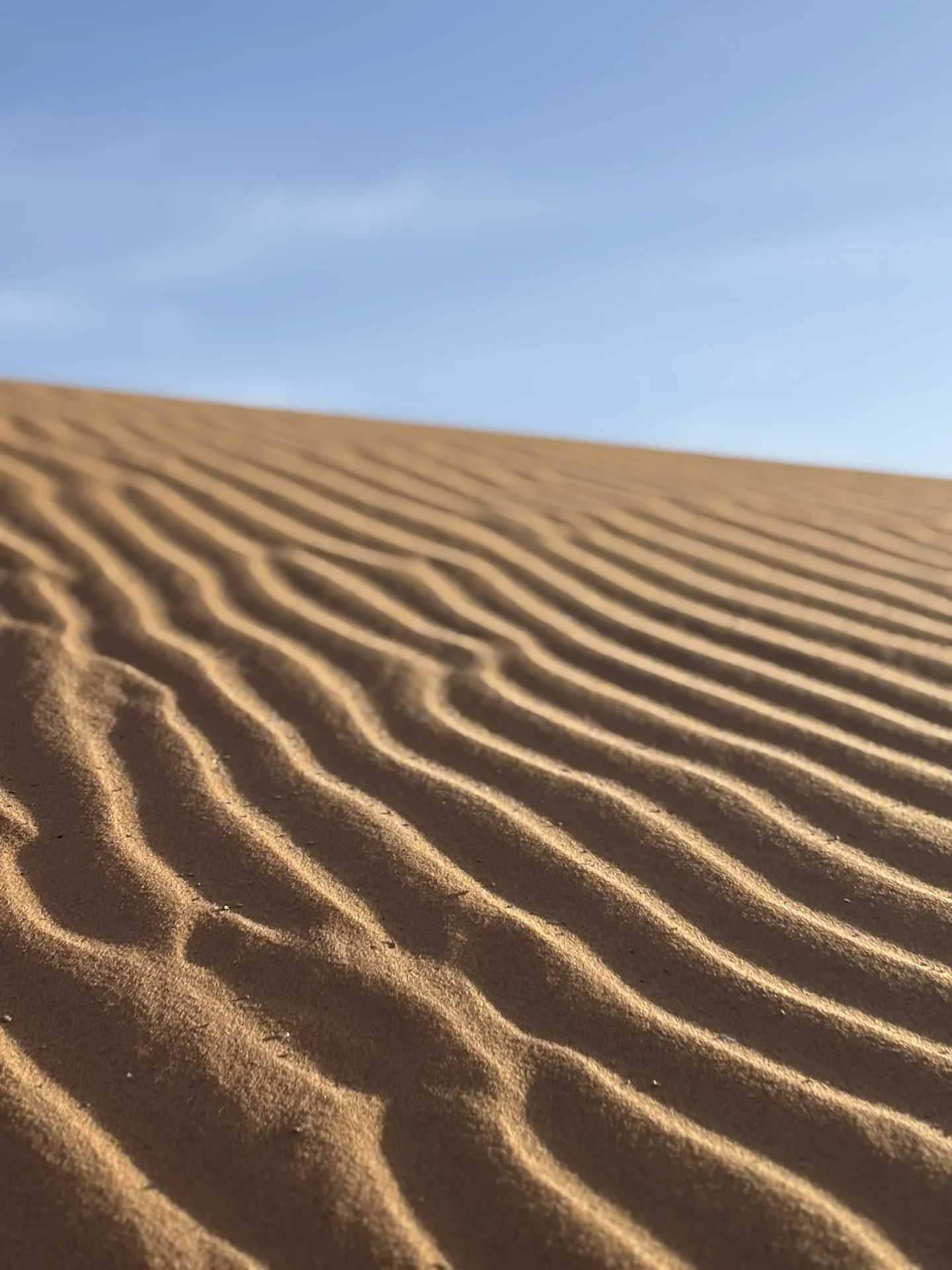 Desert landscape with camel tracks