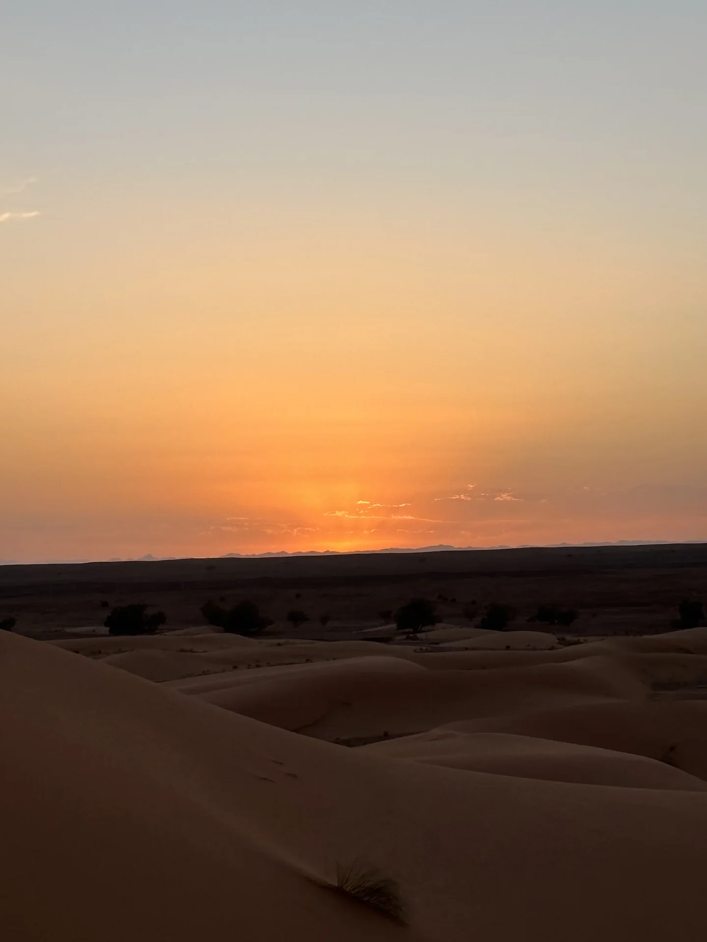Desert oasis and palm trees
